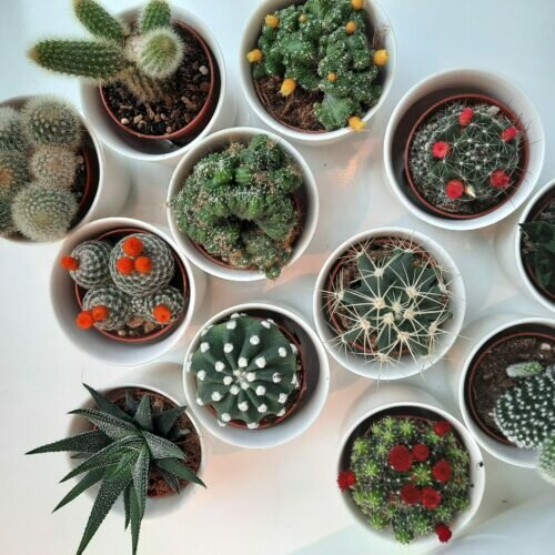 LOUISE - Minicactus